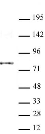 AATF / Che-1 Antibody in Western Blot (WB)