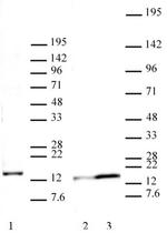 Histone H2A.J Antibody in Western Blot (WB)