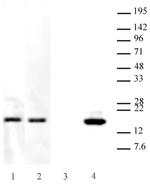 Histone H3.3K27M Antibody in Western Blot (WB)