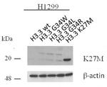 Histone H3.3K27M Antibody in Western Blot (WB)