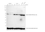 Mouse IgA Cross-Adsorbed Secondary Antibody in Western Blot (WB)