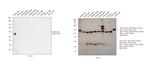 Mouse IgA Cross-Adsorbed Secondary Antibody in Western Blot (WB)