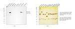 Mouse IgM (Heavy chain) Secondary Antibody in Western Blot (WB)