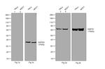 Human IgG (Gamma chain) Cross-Adsorbed Secondary Antibody in Western Blot (WB)