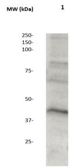 MEK1/2 Antibody in Western Blot (WB)