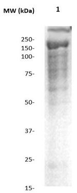 Phospho-Neurofibromin (Ser2741) Antibody in Western Blot (WB)