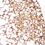 SSEA3 Antibody in Immunohistochemistry (Paraffin) (IHC (P))