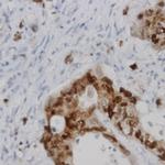 Phospho-V1bR (Tyr338) Antibody in Immunohistochemistry (Paraffin) (IHC (P))