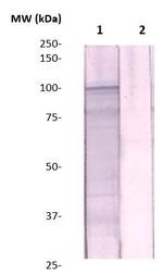 ZBTB4 Antibody in Western Blot (WB)