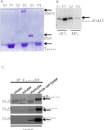 alpha Tubulin Antibody in Western Blot (WB)