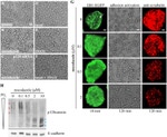 alpha Tubulin Antibody in Immunocytochemistry (ICC/IF)