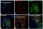 Rabbit IgG (H+L) Secondary Antibody in Immunocytochemistry (ICC/IF)