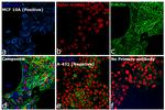 Rabbit IgG (H+L) Cross-Adsorbed Secondary Antibody in Immunocytochemistry (ICC/IF)