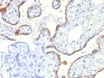 S100A2/S100 Calcium Binding Protein A2 Antibody in Immunohistochemistry (Paraffin) (IHC (P))