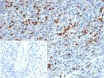 S100A13 (S100 Calcium Binding Protein A13) Antibody in Immunohistochemistry (Paraffin) (IHC (P))