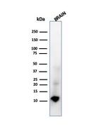 S100B Antibody in Western Blot (WB)