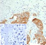 S100P/MIG9 Antibody in Immunohistochemistry (Paraffin) (IHC (P))