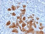 Serum Amyloid A Antibody in Immunohistochemistry (Paraffin) (IHC (P))