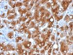 Serum Amyloid A Antibody in Immunohistochemistry (Paraffin) (IHC (P))