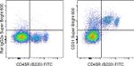 CD31 (PECAM-1) Antibody in Flow Cytometry (Flow)