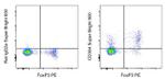 CD304 (Neuropilin-1) Antibody in Flow Cytometry (Flow)