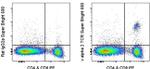 TCR V alpha 2 Antibody in Flow Cytometry (Flow)