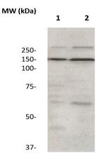 ZO-2 Antibody in Western Blot (WB)