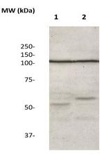 ZO-3 Antibody in Western Blot (WB)