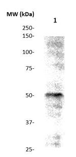 SERPINC1/AT3 (Antithrombin 3) Antibody in Western Blot (WB)