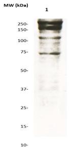 Dystrophin Antibody in Western Blot (WB)