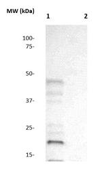 Histone H2A Antibody in Western Blot (WB)