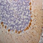 Phospho-PINK1 (Thr257) Antibody in Immunohistochemistry (Paraffin) (IHC (P))