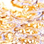 DLL4 Antibody in Immunohistochemistry (Paraffin) (IHC (P))