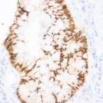 SirT3 Antibody in Immunohistochemistry (Paraffin) (IHC (P))