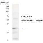 SNAI-1 Antibody in Western Blot (WB)