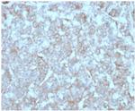 Monocyte Chemotactic Protein 2 (MCP2)/CCL8 Antibody in Immunohistochemistry (Paraffin) (IHC (P))