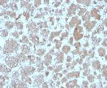 Monocyte Chemotactic Protein 2 (MCP2)/CCL8 Antibody in Immunohistochemistry (Paraffin) (IHC (P))
