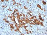 CCL23/Myeloid Progenitor Inhibitory Factor 1 Antibody in Immunohistochemistry (Paraffin) (IHC (P))