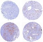 CD162 (Selectin P Ligand) Antibody in Immunohistochemistry (Paraffin) (IHC (P))