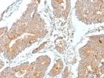 NECAB1/EF-hand calcium binding protein 1 Antibody in Immunohistochemistry (Paraffin) (IHC (P))