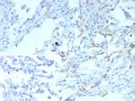 Pulmonary Surfactant-Associated Protein D (SFTPD) Antibody in Immunohistochemistry (Paraffin) (IHC (P))