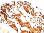 Pulmonary Surfactant-Associated Protein D (SFTPD) Antibody in Immunohistochemistry (Paraffin) (IHC (P))