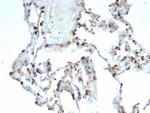 Pulmonary Surfactant-Associated Protein D (SFTPD) Antibody in Immunohistochemistry (Paraffin) (IHC (P))