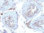 Sex Hormone Binding Globulin (SHBG) Antibody in Immunohistochemistry (Paraffin) (IHC (P))