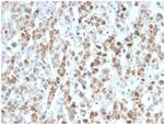 Interleukin-25 (IL-25)/IL-17E Antibody in Immunohistochemistry (Paraffin) (IHC (P))