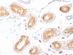 gp100/Melanosome/PMEL17/SILV (Melanoma Marker) Antibody in Immunohistochemistry (Paraffin) (IHC (P))