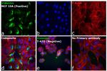 Rabbit IgG (H+L) Secondary Antibody in Immunocytochemistry (ICC/IF)