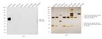 Rabbit IgG (H+L) Secondary Antibody in Western Blot (WB)