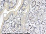 TIP47/PLIN3 Antibody in Immunohistochemistry (IHC)