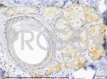 TIP47/PLIN3 Antibody in Immunohistochemistry (IHC)